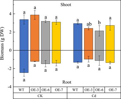 Frontiers | A novel gene SpCTP3 from the hyperaccumulator Sedum